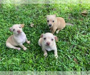 Chihuahua Puppy for sale in LAKELAND, FL, USA