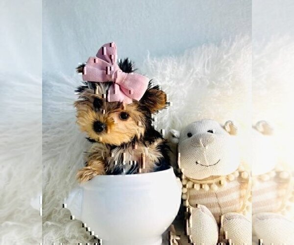 Medium Photo #16 Yorkshire Terrier Puppy For Sale in PEMBROKE PINES, FL, USA