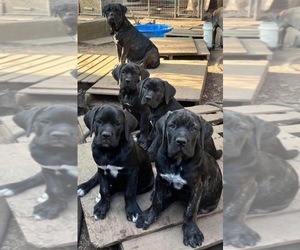 Cane Corso Puppy for sale in FAIRBURN, GA, USA