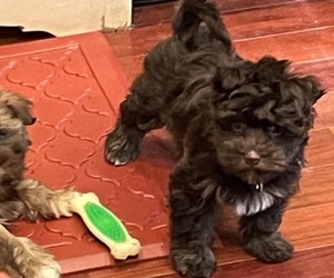 Havanese Dog for Adoption in ATHENS, Georgia USA