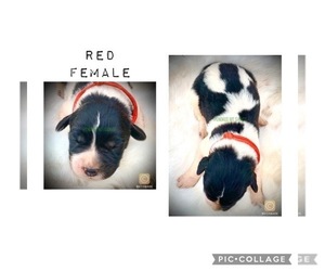 Newfoundland-Saint Bernard Mix Puppy for sale in MARENGO, WI, USA
