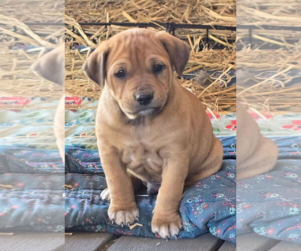 Medium Photo #1 Labrador Retriever-Unknown Mix Puppy For Sale in Alexander, AR, USA