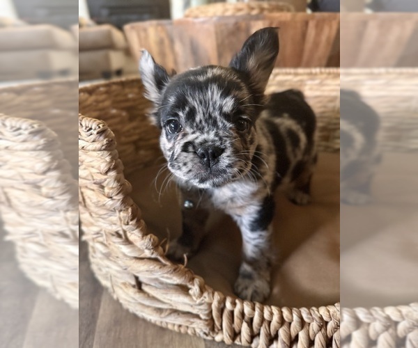 Medium Photo #2 French Bulldog Puppy For Sale in BONNEAU, SC, USA