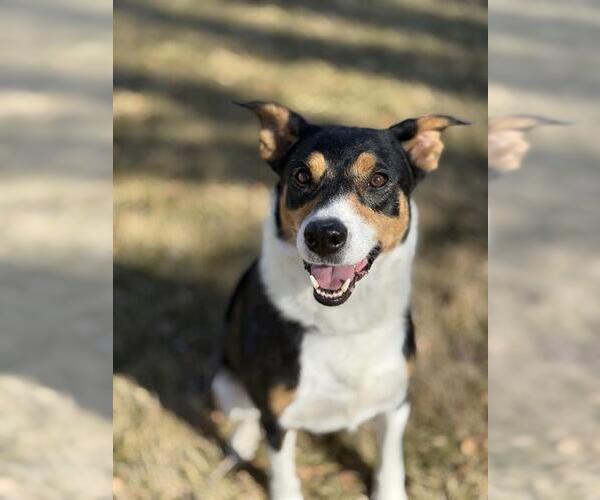 Medium Photo #1 Mutt Puppy For Sale in West Valley, UT, USA