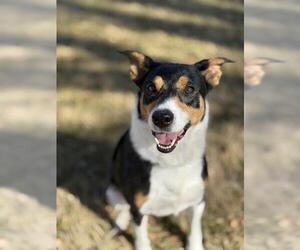 Mutt Dogs for adoption in West Valley, UT, USA