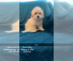 Small Photo #7 Maltipoo (Miniature) Puppy For Sale in HIGH POINT, NC, USA