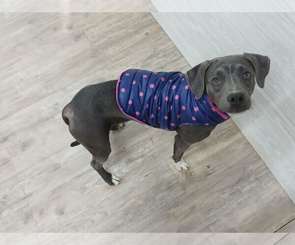 Medium Photo #10 Mutt Puppy For Sale in Murfreesboro, NC, USA