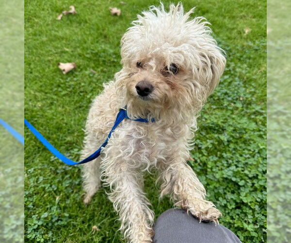 Medium Photo #1 Poodle (Miniature)-Unknown Mix Puppy For Sale in Riverside, CA, USA