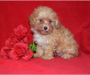 Poodle (Toy) Puppy for sale in BARNESVILLE, KS, USA