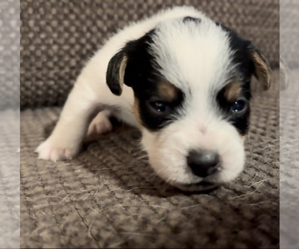 Medium Photo #2 Jack Russell Terrier Puppy For Sale in ALTOONA, FL, USA
