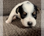 Small #1 Jack Russell Terrier