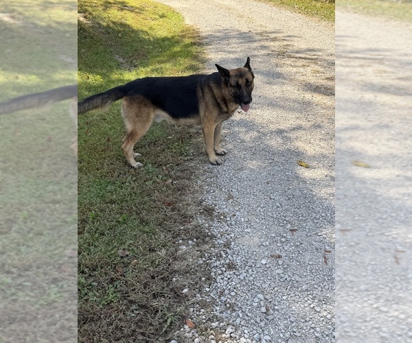 Medium Photo #1 German Shepherd Dog Puppy For Sale in ARMSTRONG, MO, USA