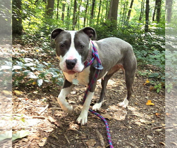 Medium Photo #2 Mutt Puppy For Sale in Rockville, MD, USA