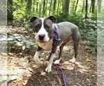 Small #1 Mutt