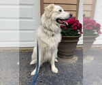 Small #3 Great Pyrenees Mix