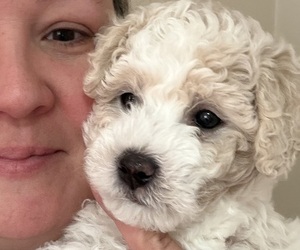 Poochon Puppy for sale in AUBURN, MA, USA