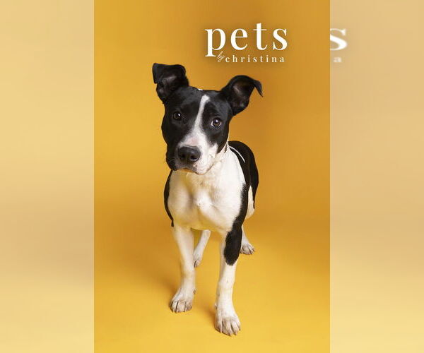 Medium Photo #8 Staffordshire Bull Terrier-Unknown Mix Puppy For Sale in Foristell, MO, USA