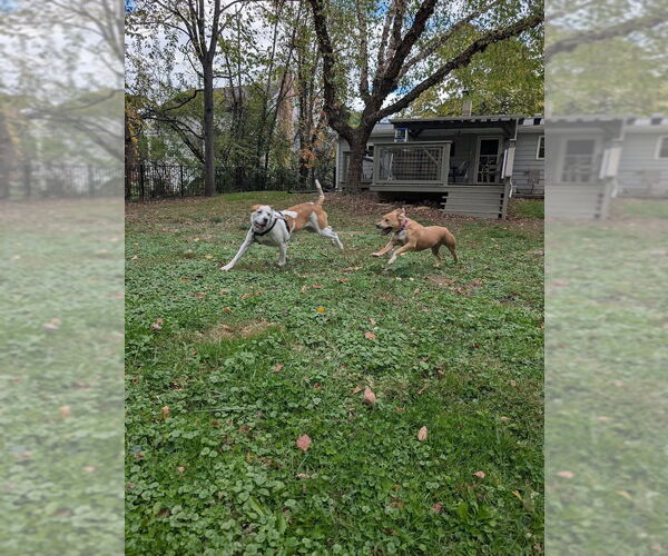 Medium Photo #4 American Pit Bull Terrier-American Staffordshire Terrier Mix Puppy For Sale in Shermans Dale, PA, USA