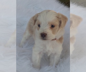 Aussiedoodle Miniature  Mix Puppy for Sale in VAUGHN, Montana USA