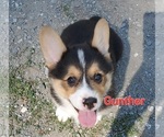 Puppy Gunther Pembroke Welsh Corgi