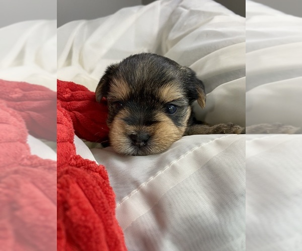 Medium Photo #2 Yorkshire Terrier Puppy For Sale in ROCK HILL, SC, USA
