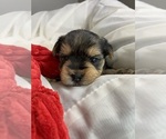 Baby Boy Orange - Male Yorkshire Terrier Puppy for Sale - Photo #2