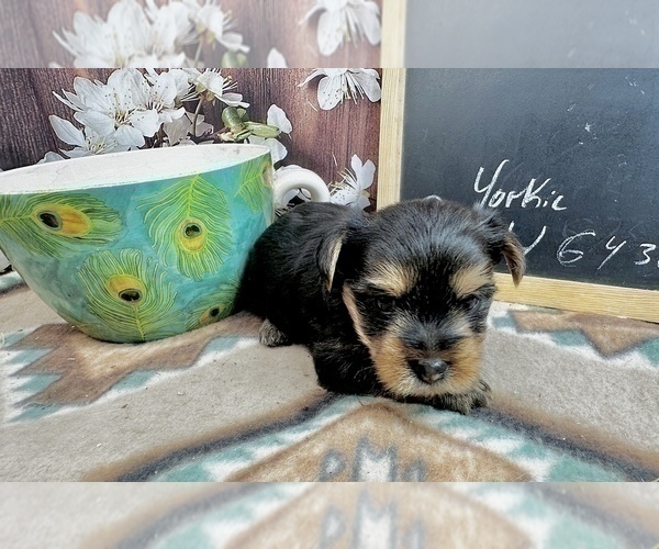 Medium Photo #11 Yorkshire Terrier Puppy For Sale in CASSVILLE, MO, USA