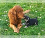 Small Photo #15 Goberian Puppy For Sale in LINCOLN, NE, USA