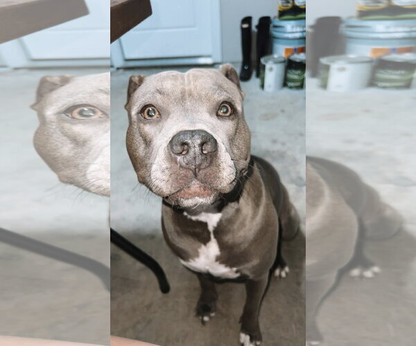 Medium Photo #6 American Pit Bull Terrier-Unknown Mix Puppy For Sale in McKinney, TX, USA