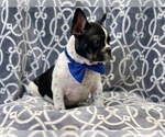 Small Photo #7 French Bulldog Puppy For Sale in LAKELAND, FL, USA