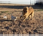 Small Photo #15 Goldendoodle Puppy For Sale in PEYTON, CO, USA