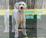 Small Photo #1 Goldendoodle Puppy For Sale in BURLESON, TX, USA