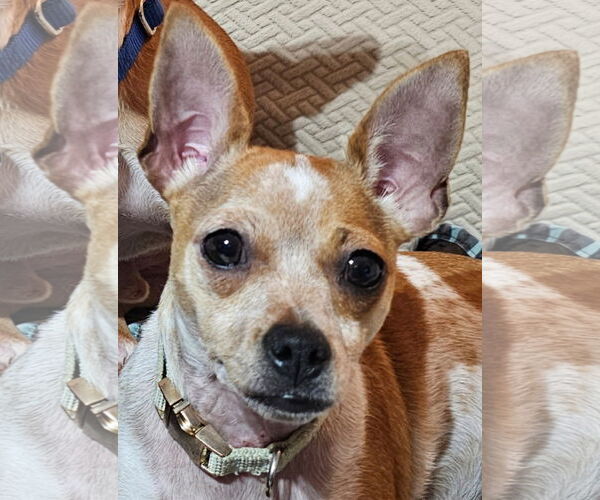 Medium Photo #3 Chihuahua-Unknown Mix Puppy For Sale in Royal Palm Beach, FL, USA
