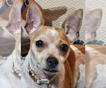 Small #2 Chihuahua Mix