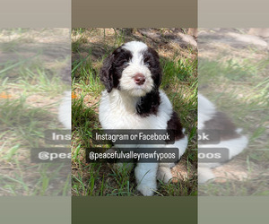 Newfypoo Puppy for sale in DENTON, TX, USA