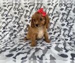 Small #7 Cavapoo (Miniature)