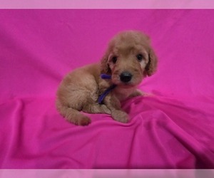 Goldendoodle Puppy for sale in DUBLIN, TX, USA