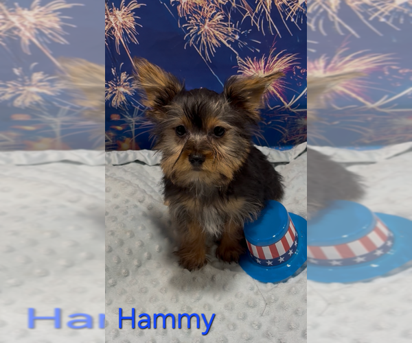 Medium Photo #3 Yorkshire Terrier Puppy For Sale in AZLE, TX, USA