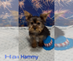 Hammy - Male Yorkshire Terrier Puppy for Sale - Photo #3