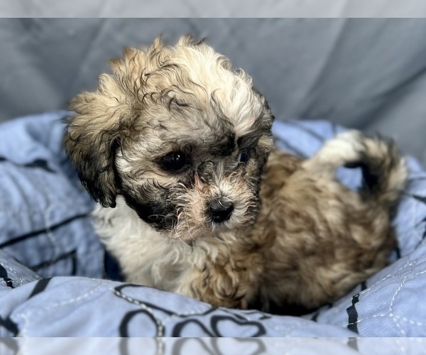 Medium Photo #4 Zuchon Puppy For Sale in RENO, NV, USA