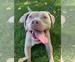 Small American Pit Bull Terrier