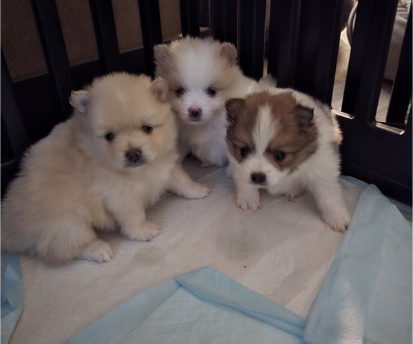Medium Photo #6 Pomeranian Puppy For Sale in MENIFEE, CA, USA
