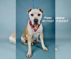 Mutt Dogs for adoption in Bakersfield, CA, USA