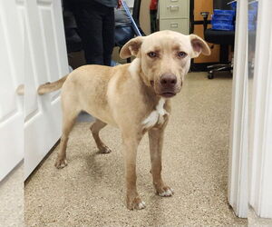 Labrador Retriever Dogs for adoption in Great Bend, KS, USA