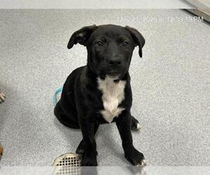 Black Mouth Cur-Labrador Retriever Mix Dogs for adoption in Ocala, FL, USA