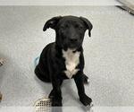 Small Black Mouth Cur-Labrador Retriever Mix