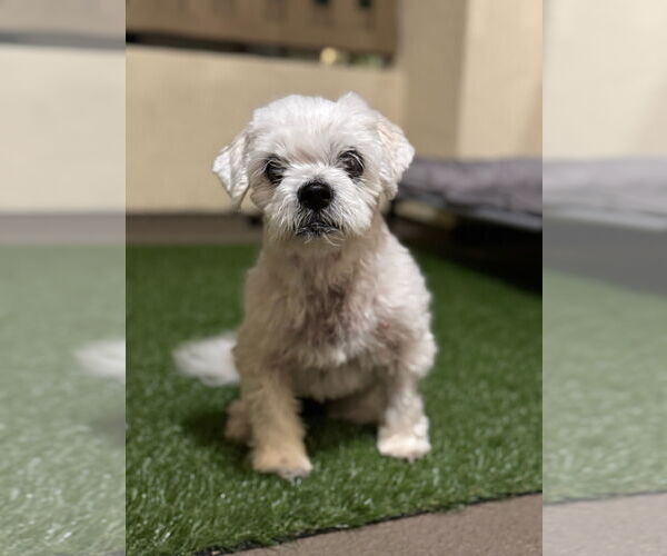Medium Photo #4 Maltese-Unknown Mix Puppy For Sale in Newport Beach, CA, USA