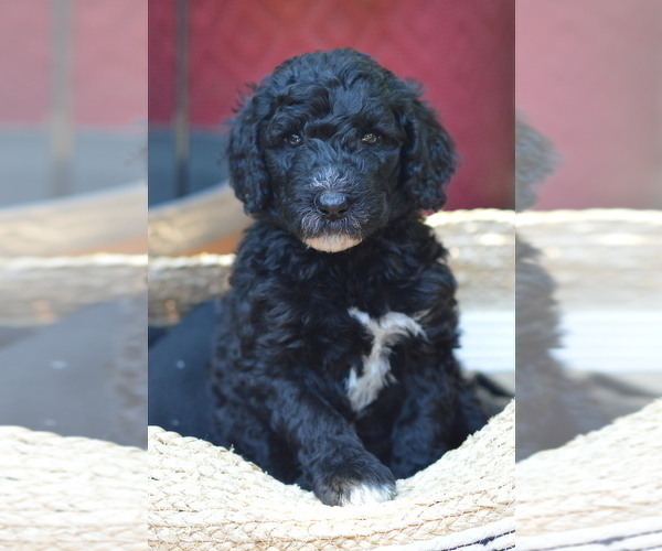 Full screen Photo #1 Poodle (Standard) Puppy For Sale in CITRUS HEIGHTS, CA, USA