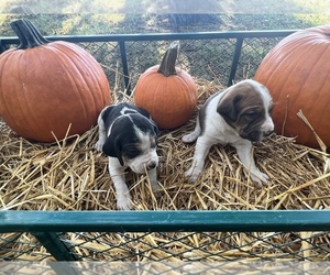 Treeing Walker Coonhound Puppy for sale in EXETER, MO, USA