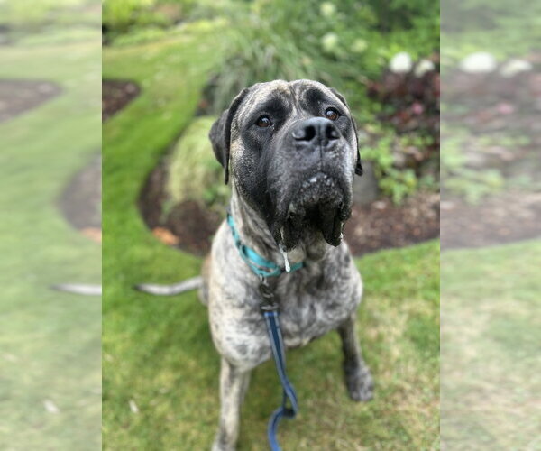 Medium Photo #3 Mastiff Puppy For Sale in McMinnville, OR, USA